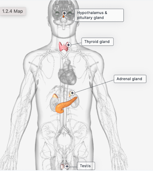 <p>network of glands that produce hormones regulating functions like growth, metabolism, and reproduction</p><p>Contains</p><ul><li><p><span>Hypothalamus and pituitary gland</span></p></li><li><p><span>Pineal gland</span></p></li><li><p><span>Thyroid gland</span></p></li><li><p><span>Pancreas</span></p></li><li><p><span>Adrenal gland</span></p></li><li><p><span>Testis</span></p></li></ul>