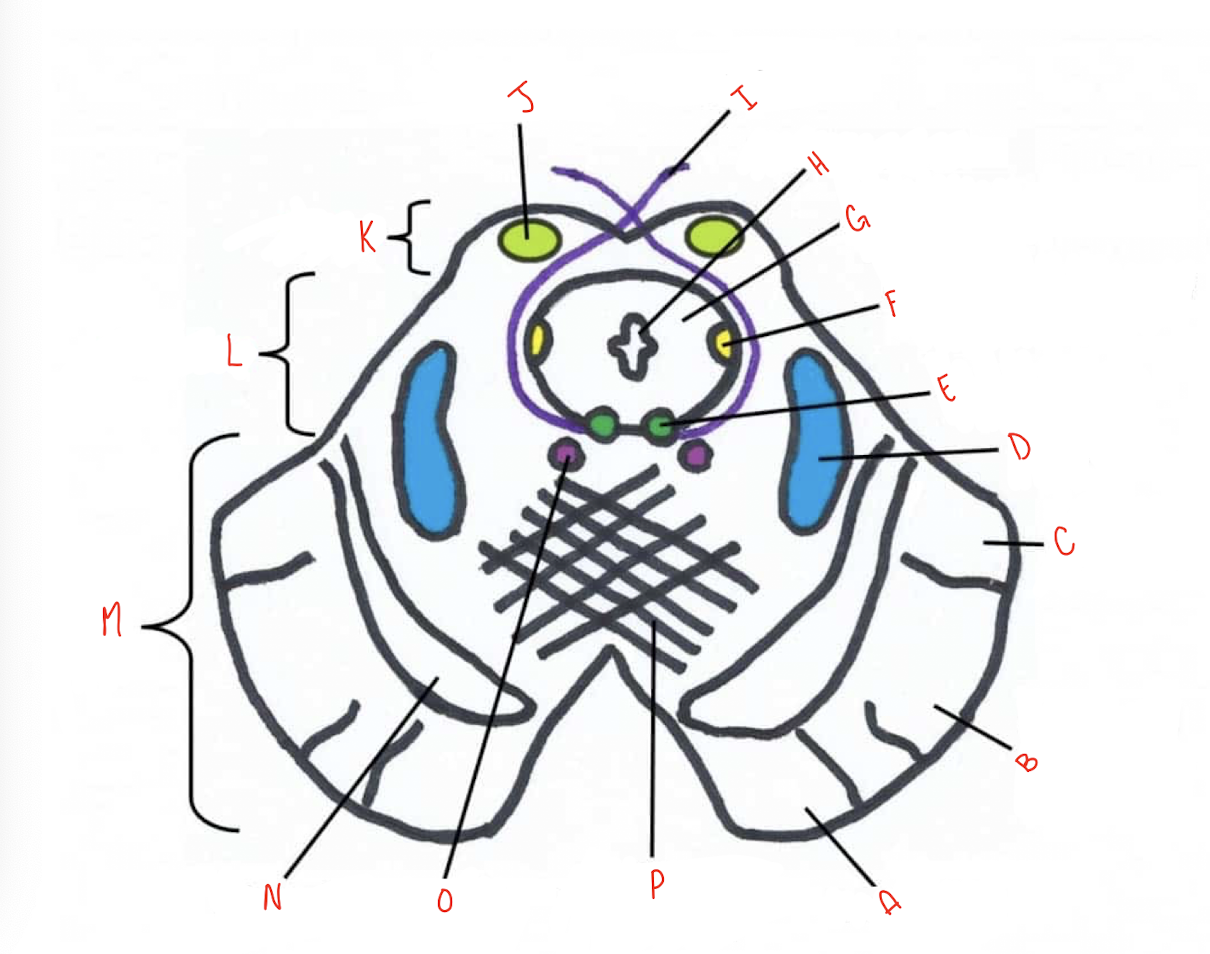 <p>What structure of the sliced inferior colliculus section of the midbrain is labeled P?</p>