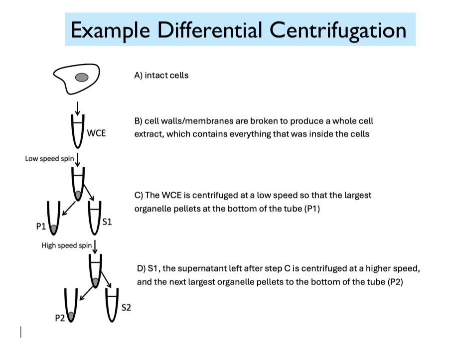 <p>Start with intact cells. (1) These intact cells are then broken to produce a whole cell extract, which contains everything that was inside the cells. (2) After a low-speed spin, the heaviest organelles pellet at the bottom of the tube. (3) The supernatant and pellet are separated. (4) The supernatant is then centrifuged at a higher speed and the next largest organelle pellet to the bottom of the tube.</p>