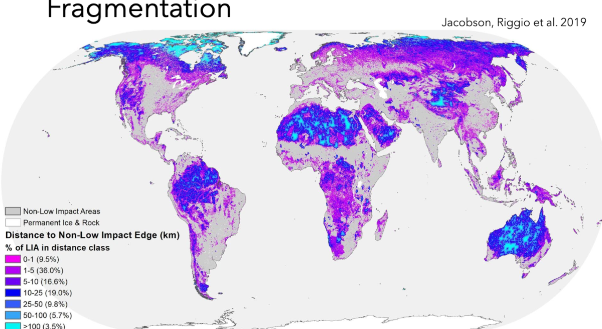 <p>High fragmentation in those areas still: roads, fences, etc.</p>