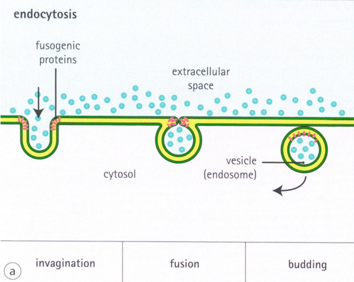 <p>Endocytosis is a cellular process in which substances are brought into the cell. The material to be internalized is surrounded by an area of cell membrane, which then buds off inside the cell to form a vesicle containing the ingested material.</p>