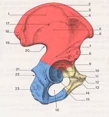 <p>L’os coxal ou os iliaque</p>