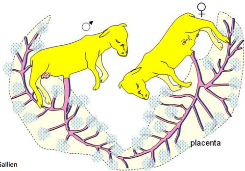 Sterile female calf born twin to a male calf.