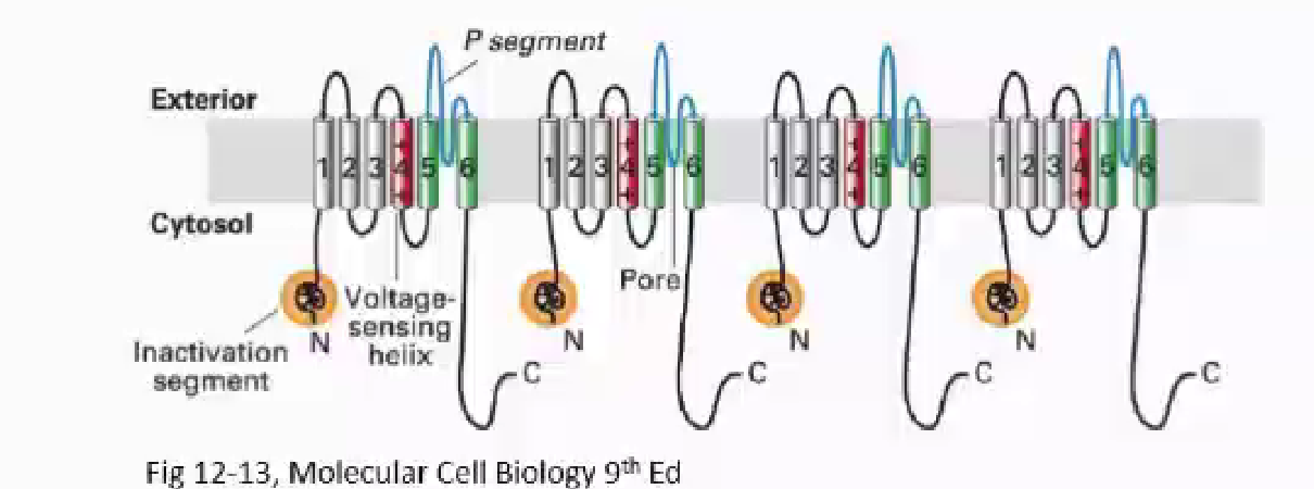 <ul><li><p>similar to Na channels EXCEPT: not a single polypeptide. Instead, 4 separate subunits forming a tetramer</p></li><li><p>each subunit has 6 alpha helices </p></li><li><p>Some K+ channels don’t inactivate- unlike sodium channels </p></li><li><p>For K+ channels that do activate, 4 N terminal inactivation segments, 1 for each subunit</p></li><li><p>1 inactivation segment can inactivate the channel </p></li></ul><p></p>