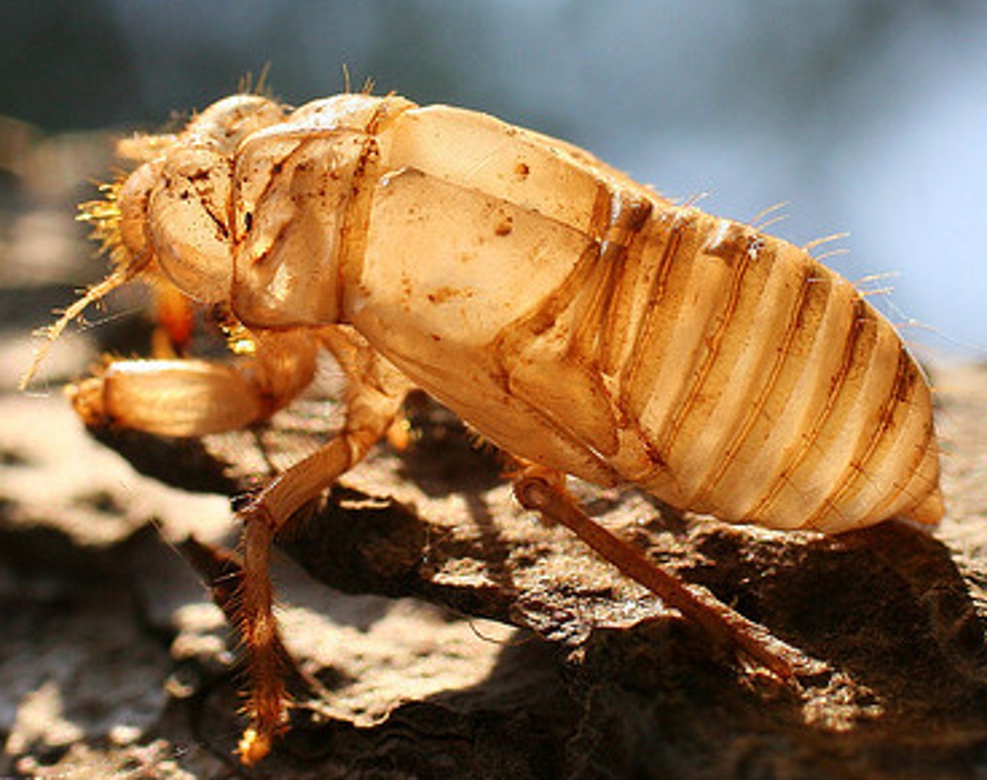 <p>Polysaccharide that makes up the exoskeleton pictured is called ___.</p>