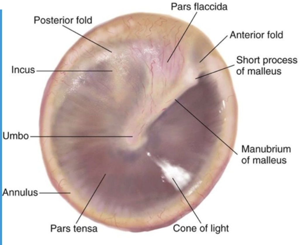 <ul><li><p>also called the eardrum</p></li><li><p>slightly cone-shaped membrane</p></li><li><p>tip is called the <strong>umbo</strong></p></li></ul><p></p>