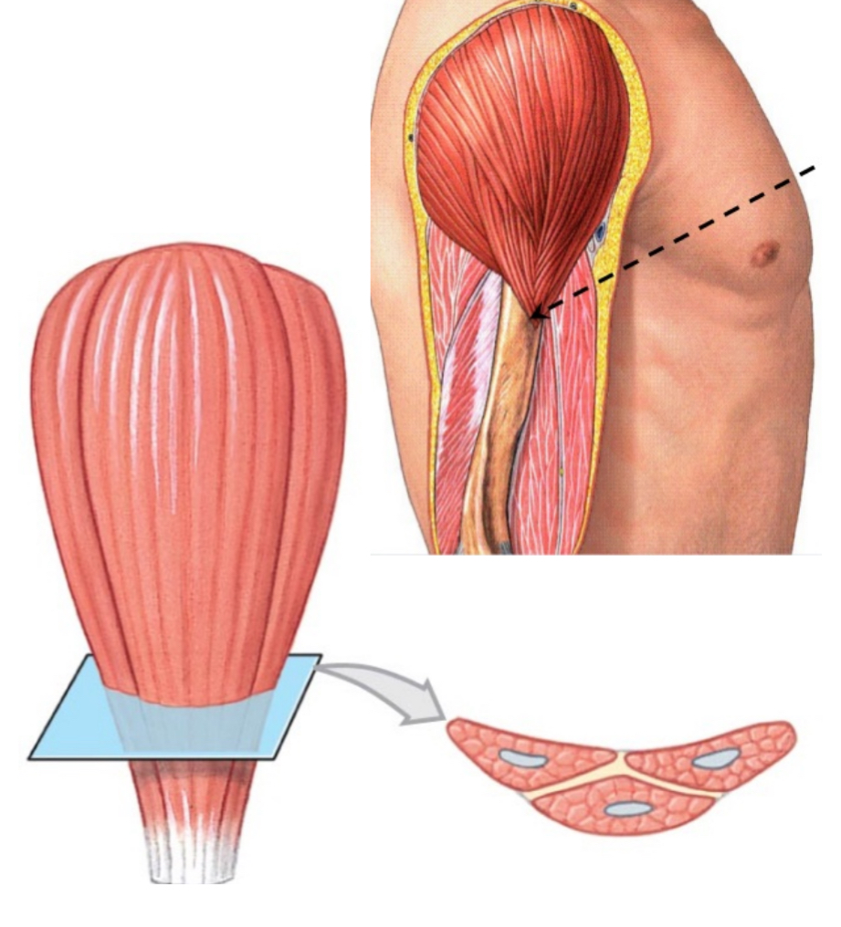 <p>Usually, the strongest muscles that are arranged at three or more common angles that converge to a tendon. </p>