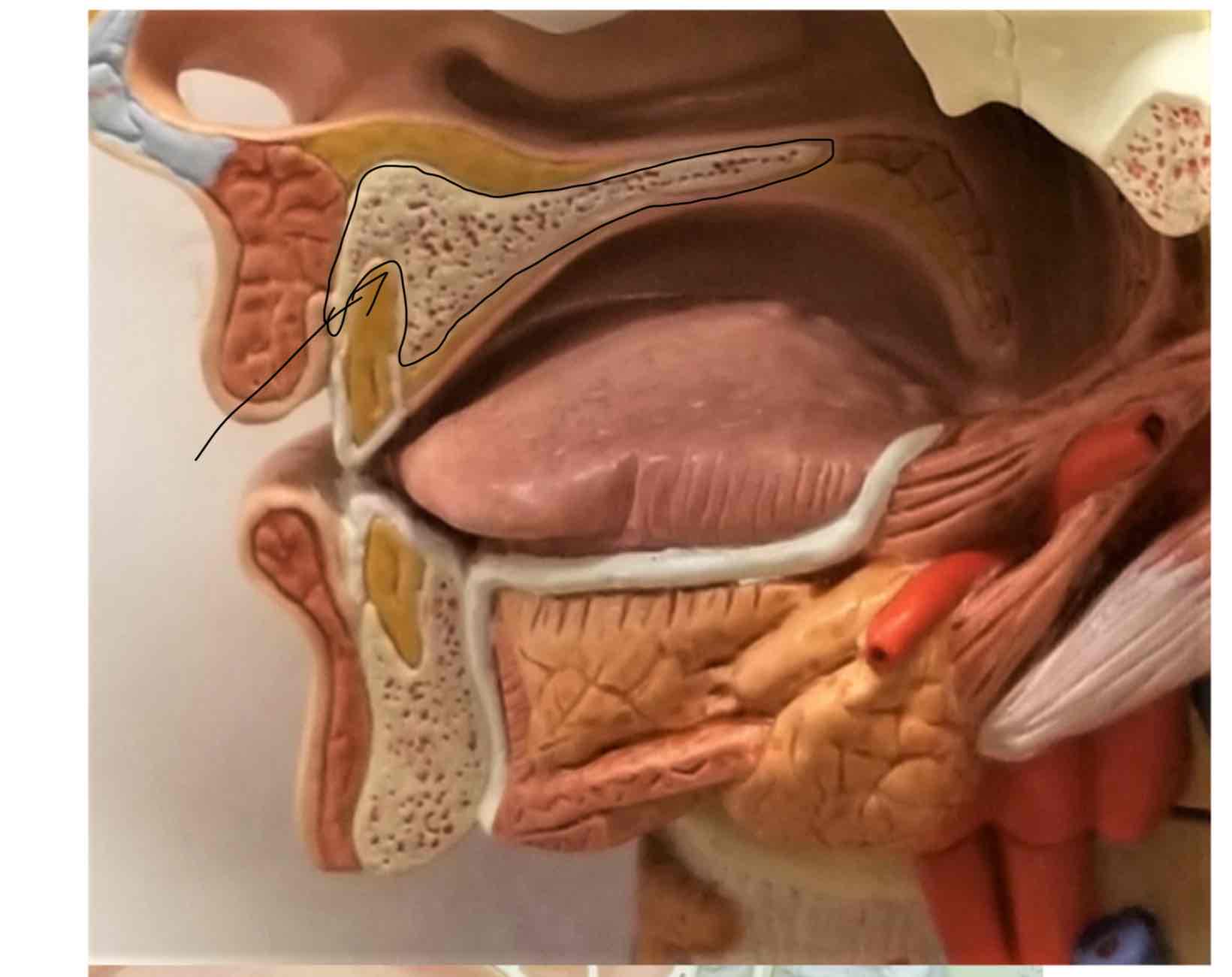 <p>Hard palate</p>