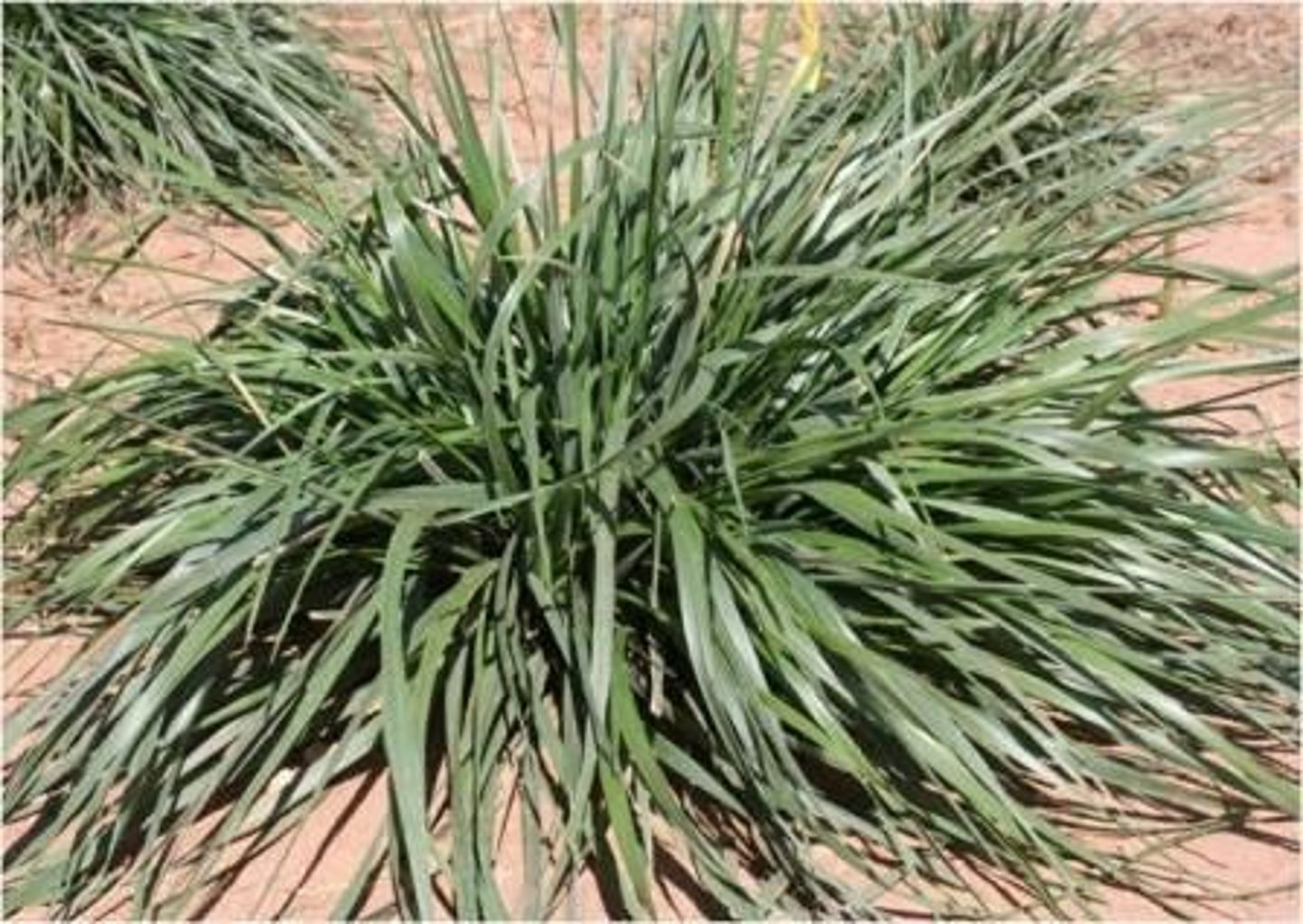 <p>Bunch Type, Rolled Vernation, Short to Long Ligule, Short and Blunt auricle, Prominent Veination, Cool Season</p>