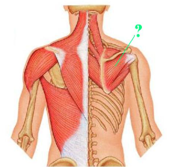 <p><span>Identify the indicated muscle.</span></p>