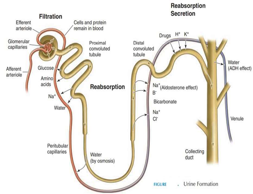 <p>The glomeruli receive blood through afferent arterioles, and an ultrafiltrate of the plasma passes through each glomerulus into Bowman's space.</p>