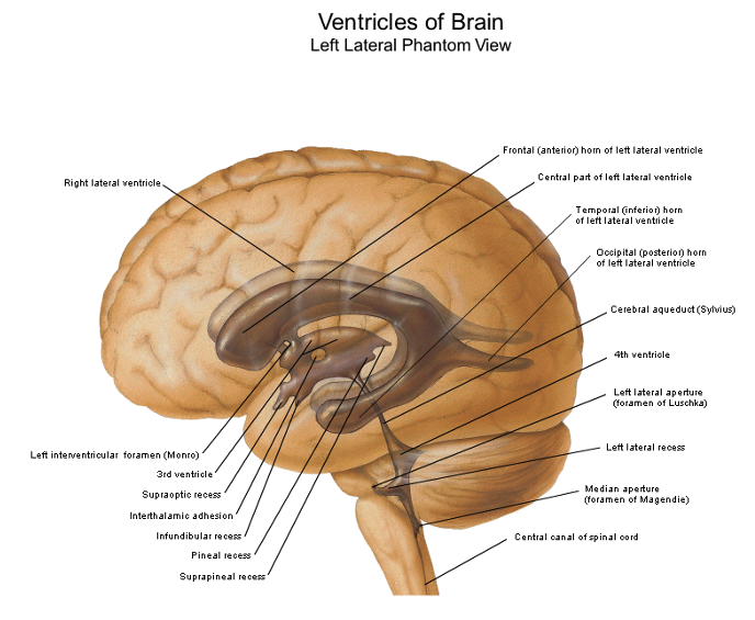 <p>lateral </p>