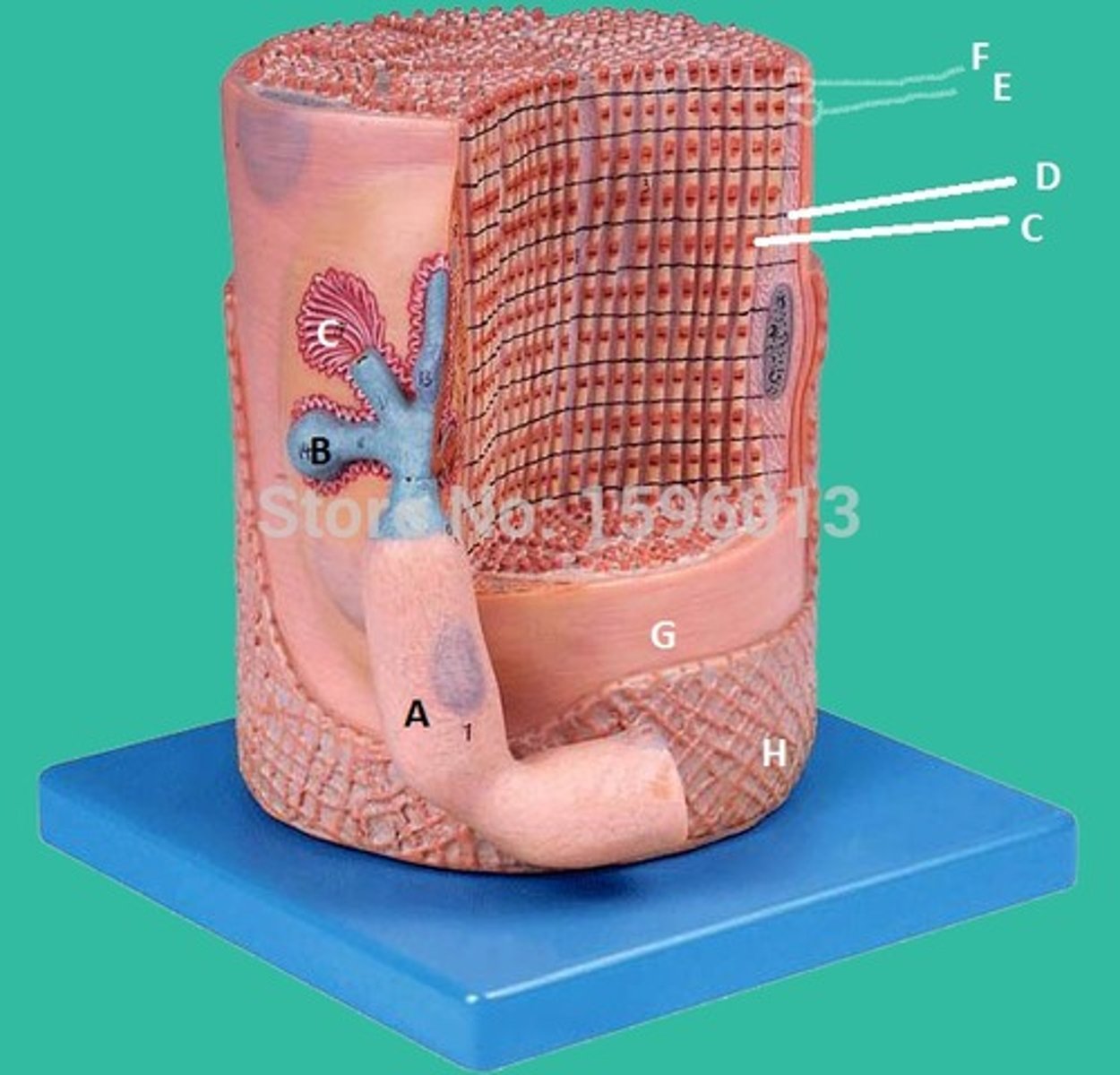 <p>A</p>