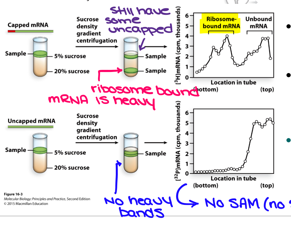 <p>Synthesized 5’-capped and uncapped mRNA by transcription assay using wheat cell extracts with labels labeled GTP and SAM (produces 7-meG)</p><ul><li><p>sucrose density gradient centrifugation showed that only 5’-capped mRNAs were bound to ribosomes</p></li></ul><p></p>