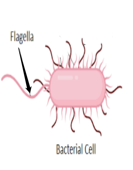 <p>flagella</p>