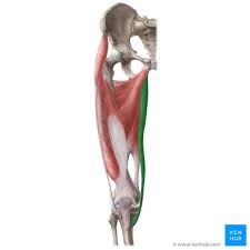 <p>Gracilis nerve</p>