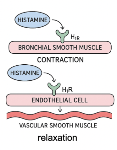 <ul><li><p><strong>Directly</strong> (eg. on bronchial smooth muscle)</p><ul><li><p>Contraction of smooth muscle</p></li><li><p><em>eg. bronchoconstriction</em></p></li></ul></li></ul><p></p><ul><li><p><strong>Indirectly</strong> (eg. vascular smooth muscle / blood vessel)</p><ul><li><p>Relaxation (vasodilation)</p></li><li><p>Release of Nitric Oxide which induces relaxation of VSM</p></li></ul></li></ul><p></p><ul><li><p><strong>Itchiness</strong></p><ul><li><p>As sensory neurons become increasingly sensitive</p></li></ul></li></ul><p></p><ul><li><p><strong>CNS arousal and awakening (feeling awake</strong></p><ul><li><p>Which is why 1st gen antihistamines cause drowsiness and feeling&nbsp;sleepy</p></li></ul></li></ul><p></p>