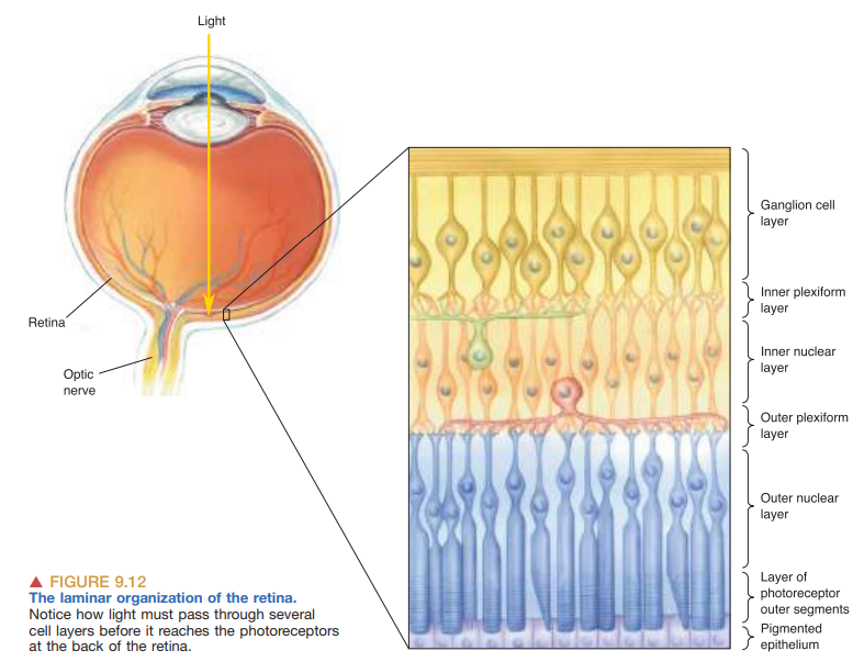 <ol><li><p><strong>Ganglion cell layer</strong> → Contain the cell bodies of ganglion cells</p></li><li><p><strong>Inner plexiform layer </strong>→ Contains the synaptic contacts between bipolar cells, amacrine cells, and ganglion cells </p></li><li><p><strong>Inner nuclear layer</strong> → Contains the cell bodies of the bipolar cells, horizontal cells, and amacrine cells</p></li><li><p><strong>Outer plexiform layer </strong>→ Where photoreceptors make synaptic contact with the bipolar and horizontal cells </p></li><li><p><strong>Outer nuclear layer</strong> → Contains the cell bodies of the photoreceptors</p></li><li><p><strong>Layer of photoreceptor outer segments </strong>→ Contains the light-sensitive elements of the retina </p></li><li><p><strong>Pigmented epithelium</strong> → Absorbs any light that passes entirely through the retina </p></li></ol>