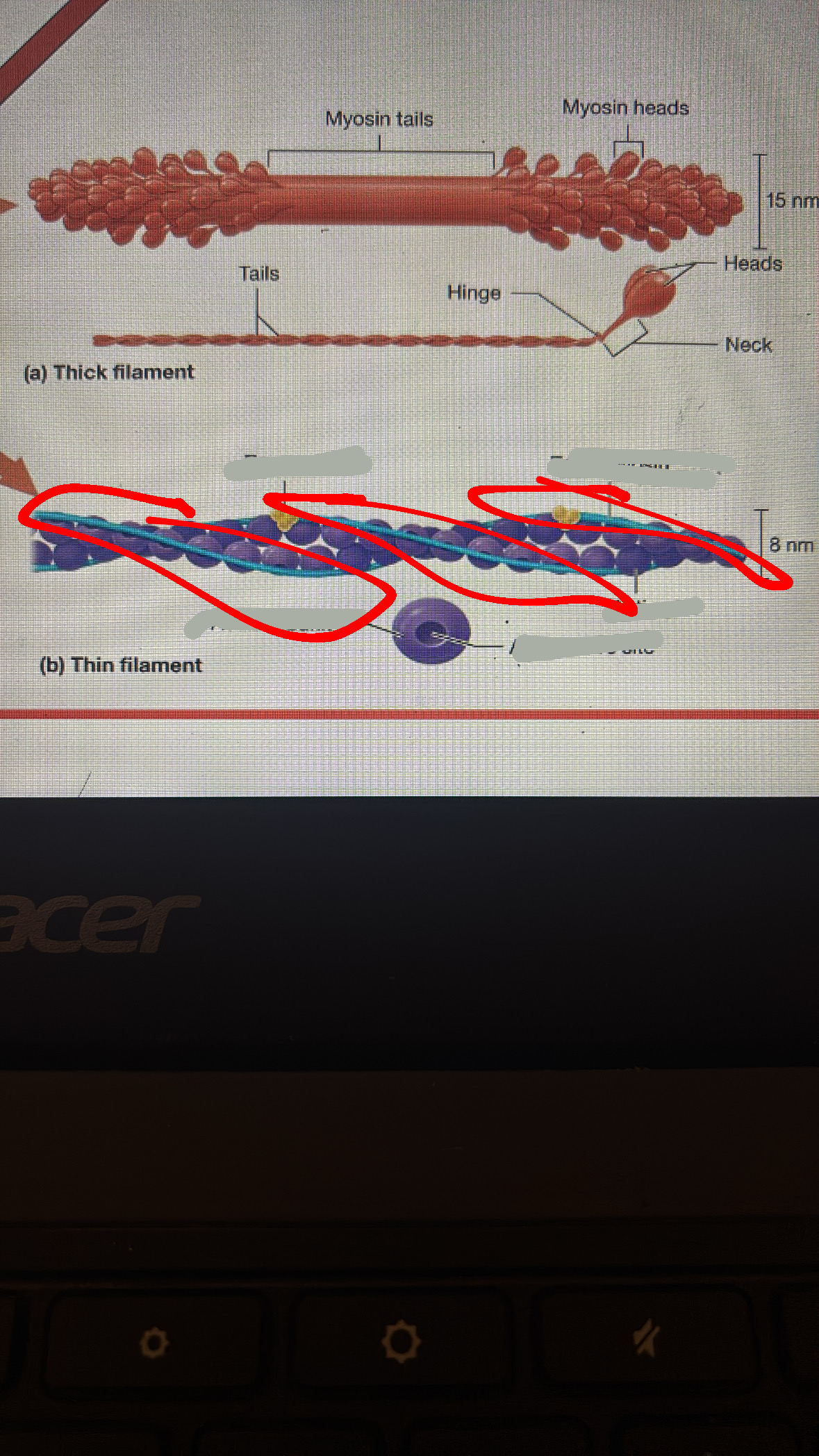 <p>the  band that covers the actin active site </p>