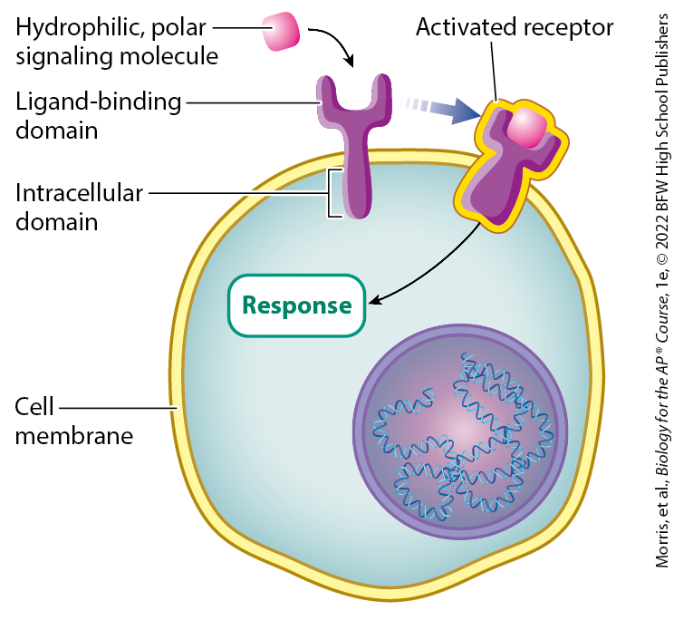<p>hydrophilic signaling molecules cannot pass through the cell membrane to enter the cell, and so bind to ligand-binding domains of membrane-bound receptor proteins. The activated receptor then initiates a signal transduction pathway, leading to a cellular response</p>