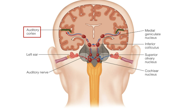 <ul><li><p>information from the ear (the vibration energies - AP) go to the auditory complex via cochlear nerve</p></li><li><p>auditory structures are bilateral, messages can cross over between 2 sides</p><ul><li><p>info from R/L can be sent to the R and L side of auditory cortex in the brain</p></li></ul></li></ul><p></p>