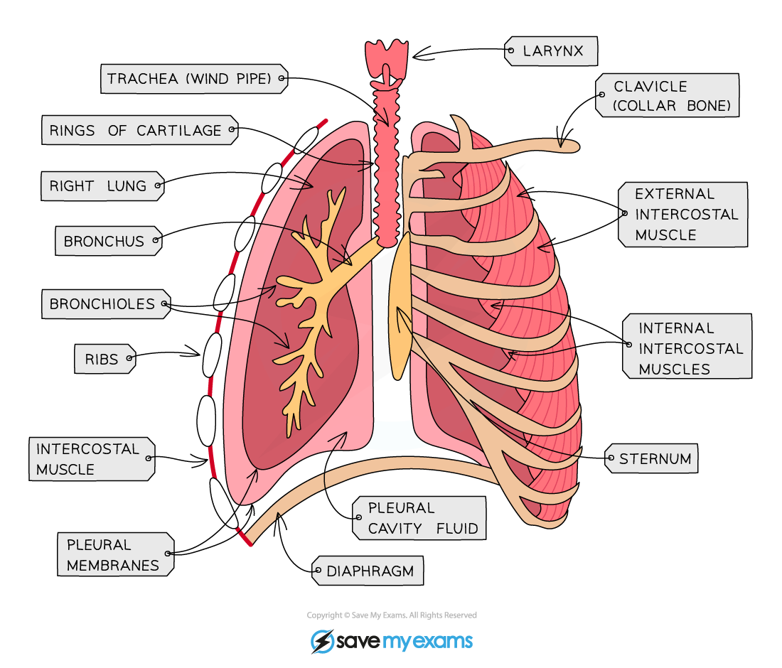 <p>ribs</p><p>intercostal muscles</p><p>diaphragm</p><p>trachea</p><p>bronchi</p><p>bronchioles</p><p>alveoli</p><p>pleural membranes</p>