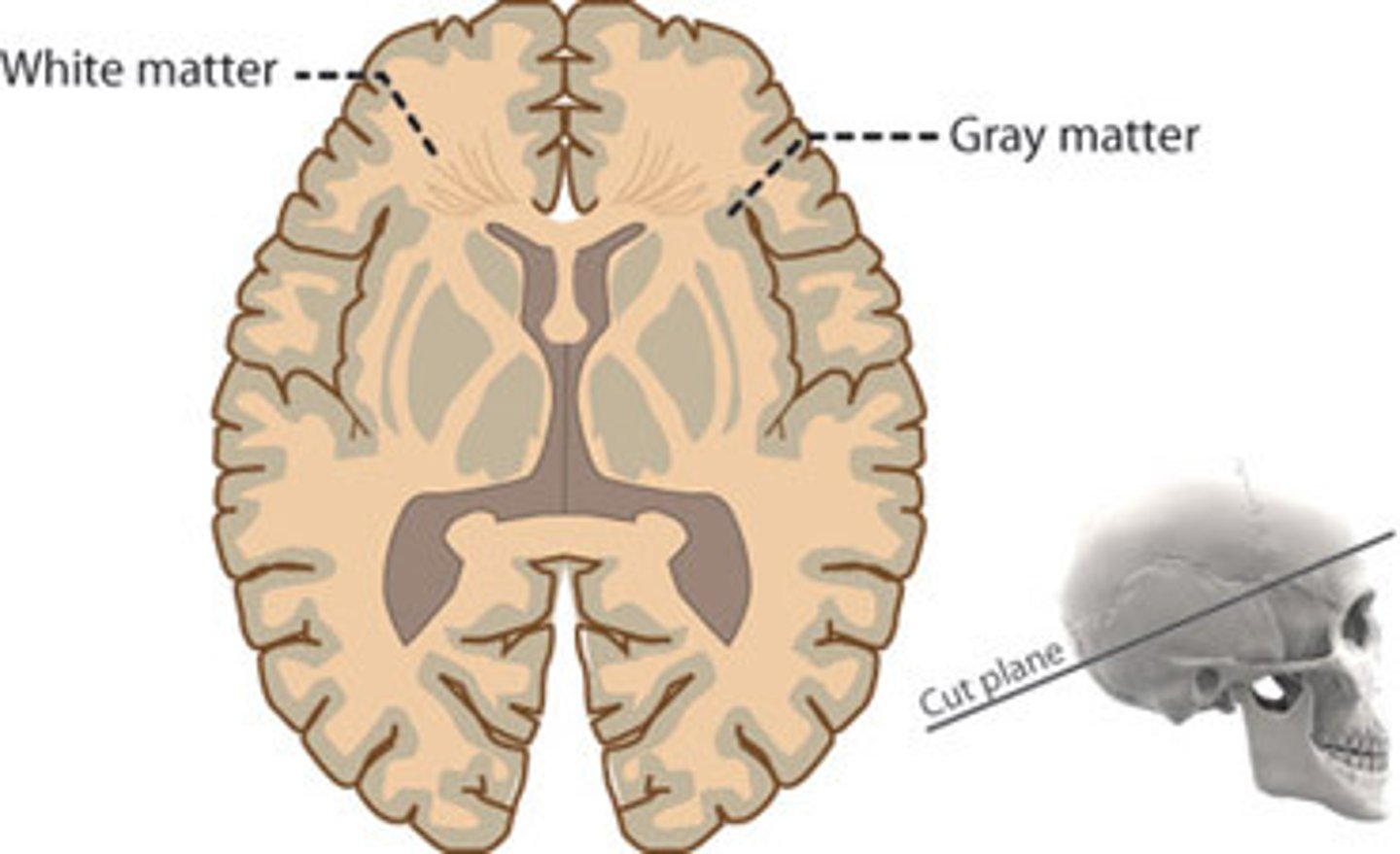 <p>Cortex<br><br>Motor neuron and interneuron cell bodies<br><br>Dendrites<br><br>Terminal arborizations<br><br>and unmyelinated axons.<br><br>Deep clusters of neuronal cell bodies in the gray matter are called CEREBRAL NUCLEI!!!</p>