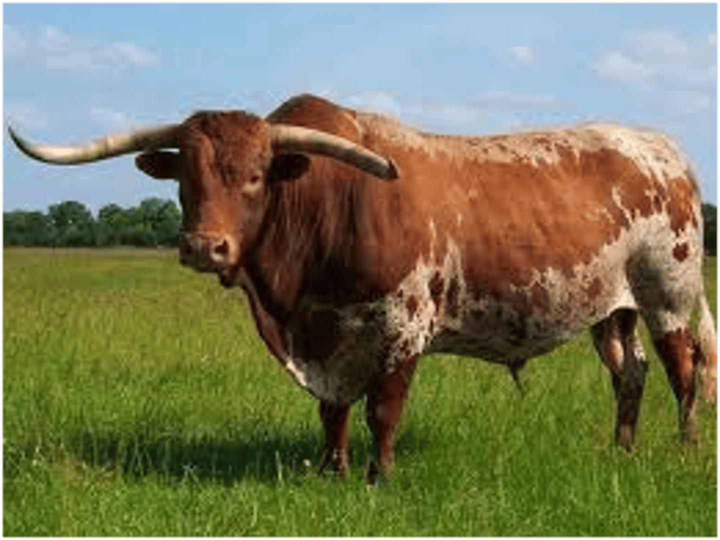 <p>- American breed<br>- Traditionally kept for beef, but now kept for conservation purposes.</p>