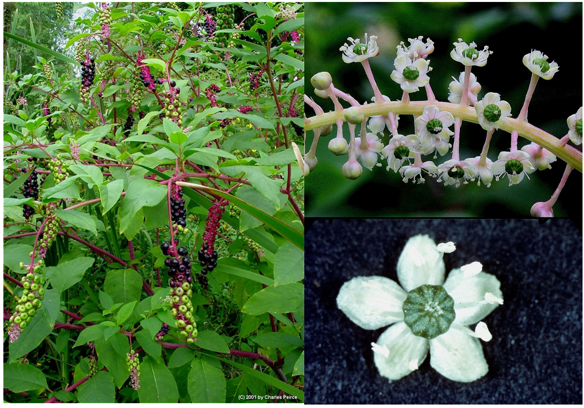 <p>(raceme, sometimes apocarpic, berry, no petals) </p>