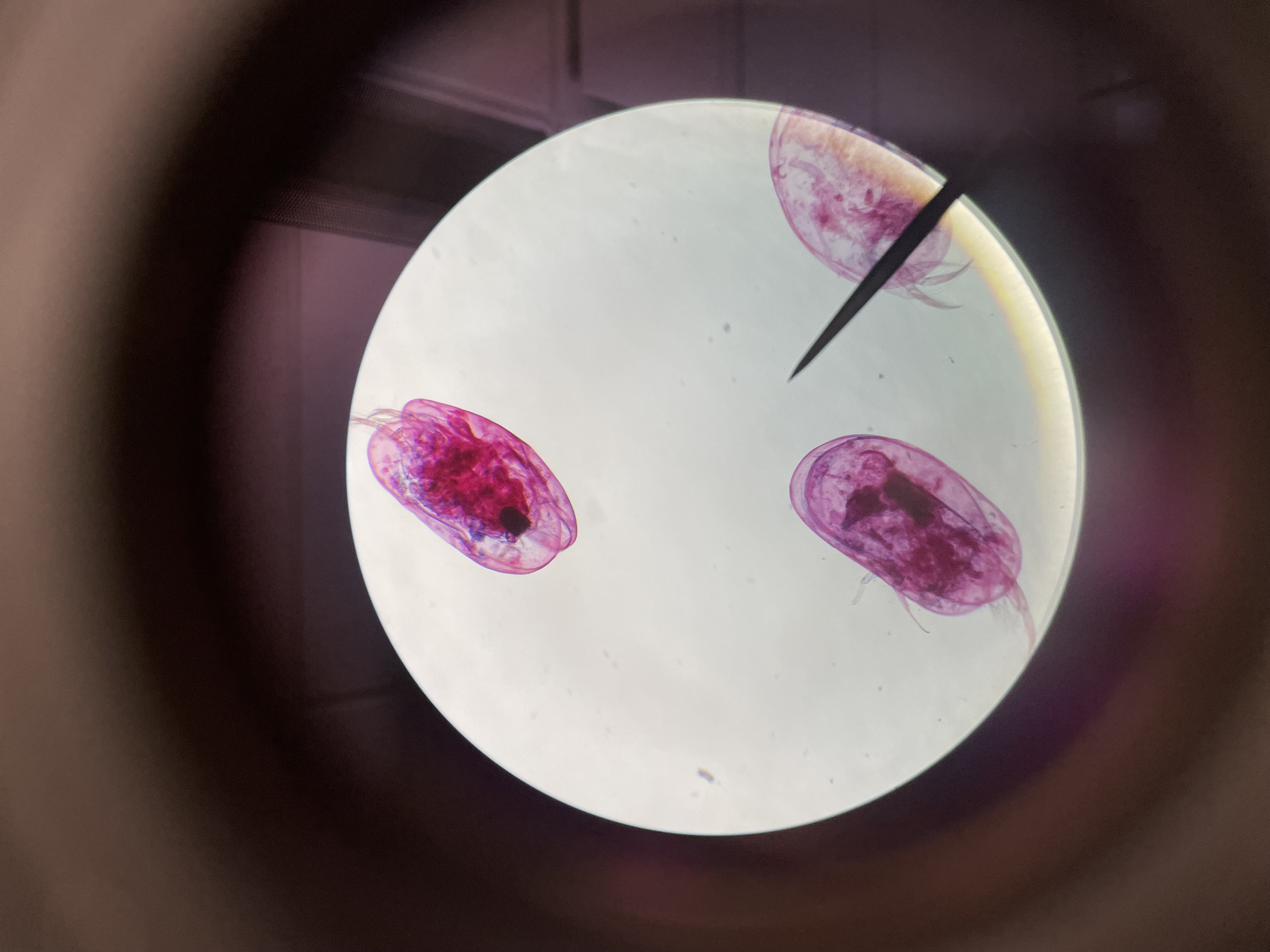 <p>Subphylum</p><p>Order</p><p>Genus</p>