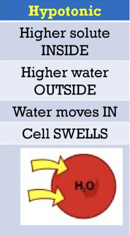 <ul><li><p><span>High water concentration and low solute conc. outside the cell </span></p></li><li><p><span>water moves into the cell</span></p></li></ul><p></p>