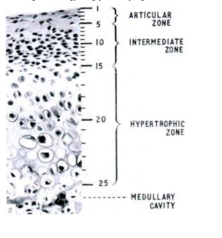 <p>-articular surface of cartilage covered by a layer of dense fibrous connective tissue, which may become fibrocartilage in some areas; found when a component of shear is added to the compressive functional loading that usually occurs in the articular cartilages</p><p>-below fibrous layer is the proliferative cellular layer with progressively differentiating chondrogenic cells</p><p>-IMPORTANT: in growth plates of long bones, mitotic activity occurs in the proliferative zone and the chondrocytes are arranged in cell columns; BUT in mandibular condylar cartilage, proliferation occurs in the pre-chondroblast layer ONLY; chondrocytes are post-mitotic (distributed randomly in cartilage and almost immediately undergo hypertrophy)</p>