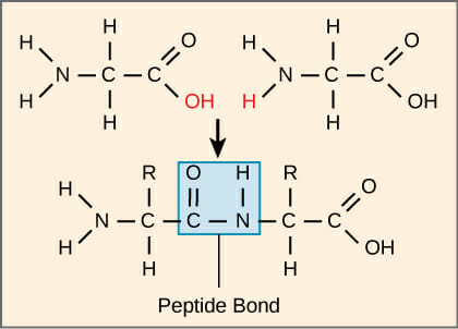 <p>Carbonyl carbon bonded to nitrogen of another amino acid</p>