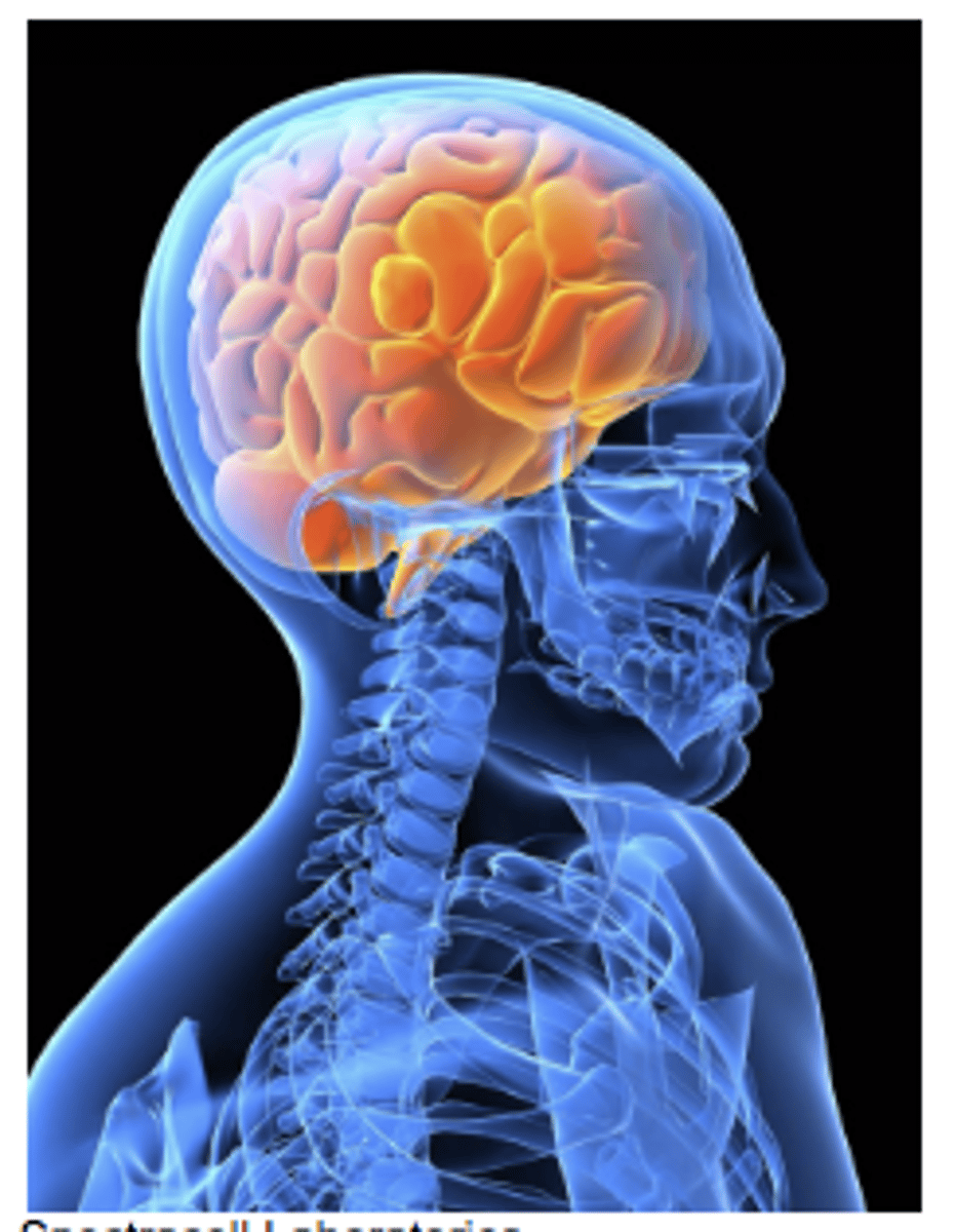 <p>Central Nervous System (CNS)</p><p>Peripheral Nervous System (PNS)</p>