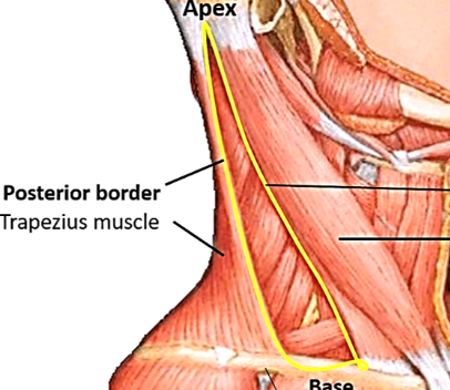 <p>behind sternomastoid, bordered by trapezius and clavicle </p>
