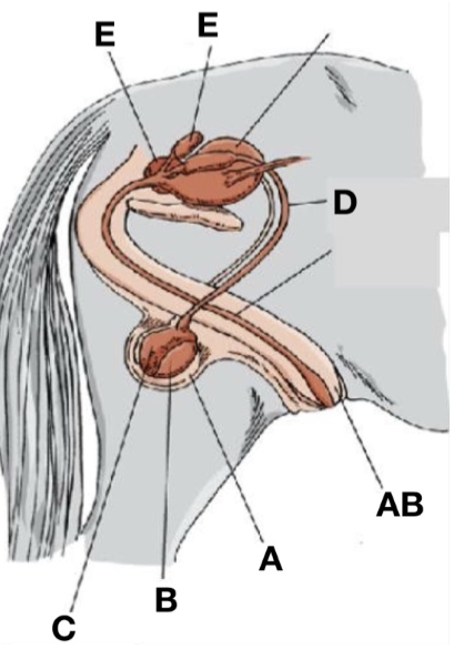 <p>Testes</p>