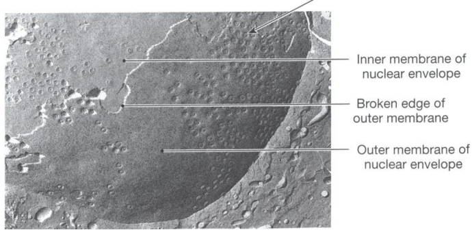 <p>The freeze fracture process breaks away part of the outer membrane of the nuclear envelope, allowing the cut edge of the nucleus to be seen.</p>