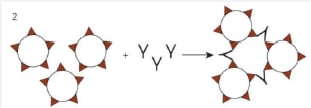 <p>The image below is that type of agglutination?</p>