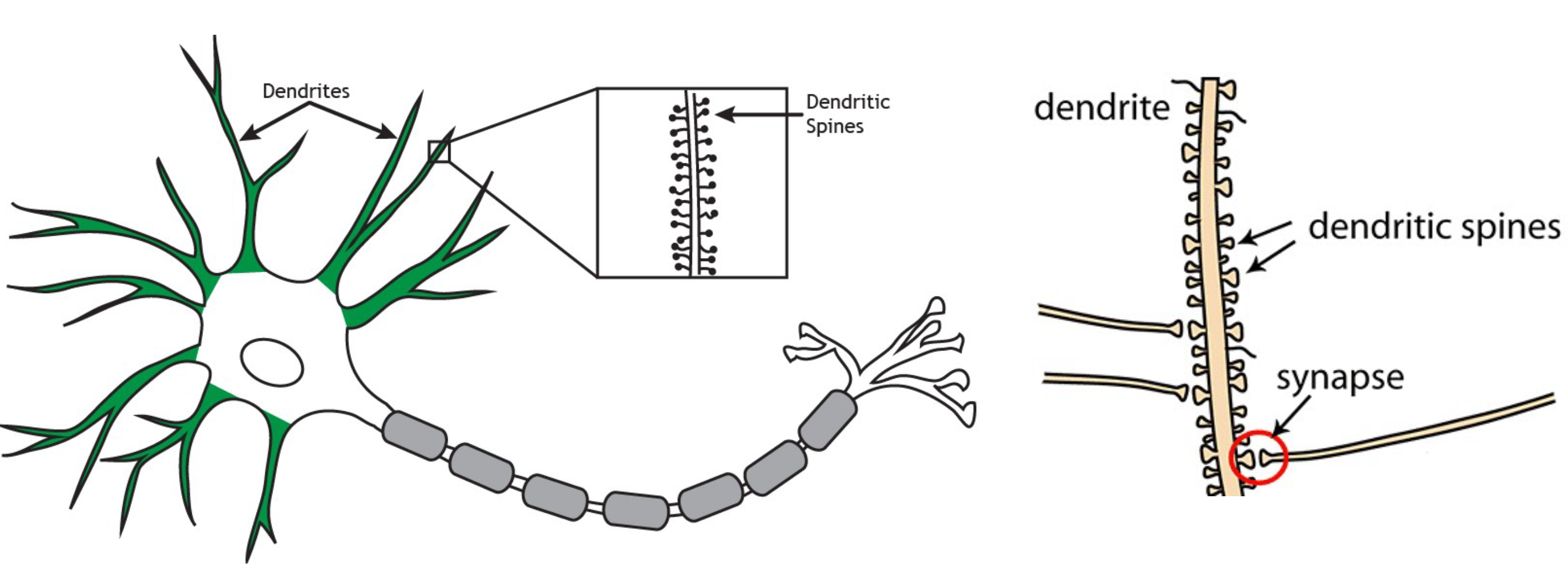 <p><span>Dendritic spines</span></p>