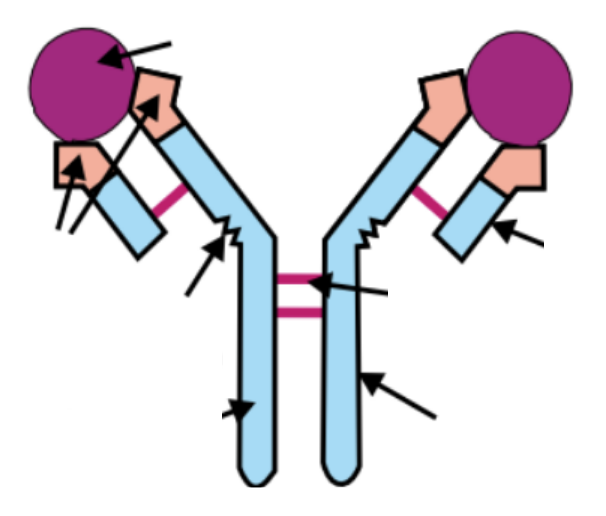 <p>can you label this antibody? </p>