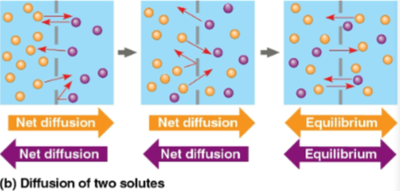 <p>Concentration gradient</p>