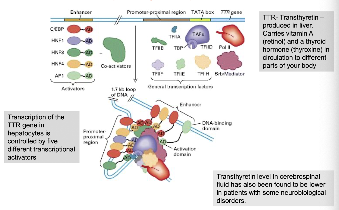 <p>By <strong>5 different transcriptional activators</strong> <span style="color: green;"><strong>such as HNF1, HNF4, and C/EBP</strong></span>, which interact with enhancer elements in the TTR promoter region.</p>