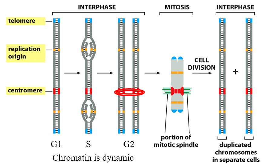 <p>Three DNA sequence elements are needed to produce a eukaryotic chromosome that can be duplicated and then segregated at mitosis</p>