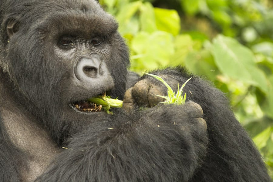 <p>Chimpanzees have adapted to have small jaw muscles, small incisors, and long canines for biting meat.</p><p></p><p>While Gorillas have developed much larger jaw muscles and large molars &amp; premolars for grinding up all those leaves and shoots. But they also have pointy canines.</p>