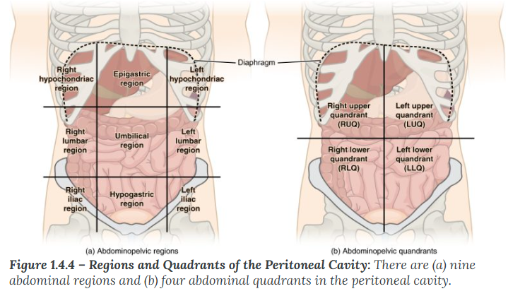 <p><span><span>To promote clear communication, for instance, about the location of a patient’s abdominal pain or a suspicious mass, health care providers typically divide up the cavity into either nine regions or four quadrants. </span></span></p>