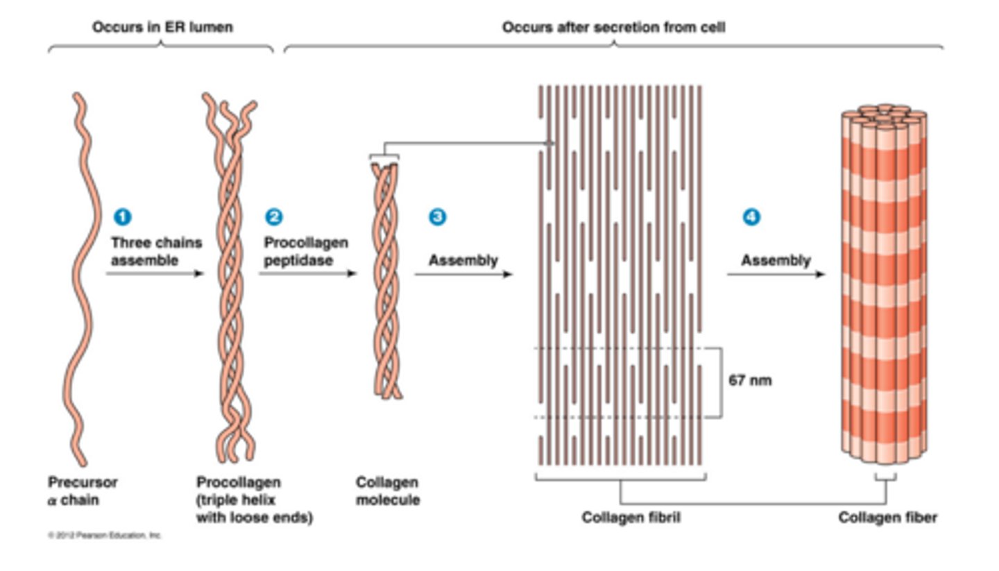 <p>rod-like structures, 300nM long + 1.5nM thick; are made from collagen units aligned in a staggered fashion (heads of collagen mol); units are cross-linked (covalent bonds) for strength.</p><p>- ~ 1000 amino acids per each chain</p>