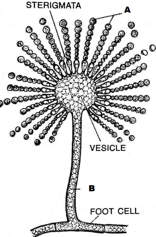 <p>A</p>