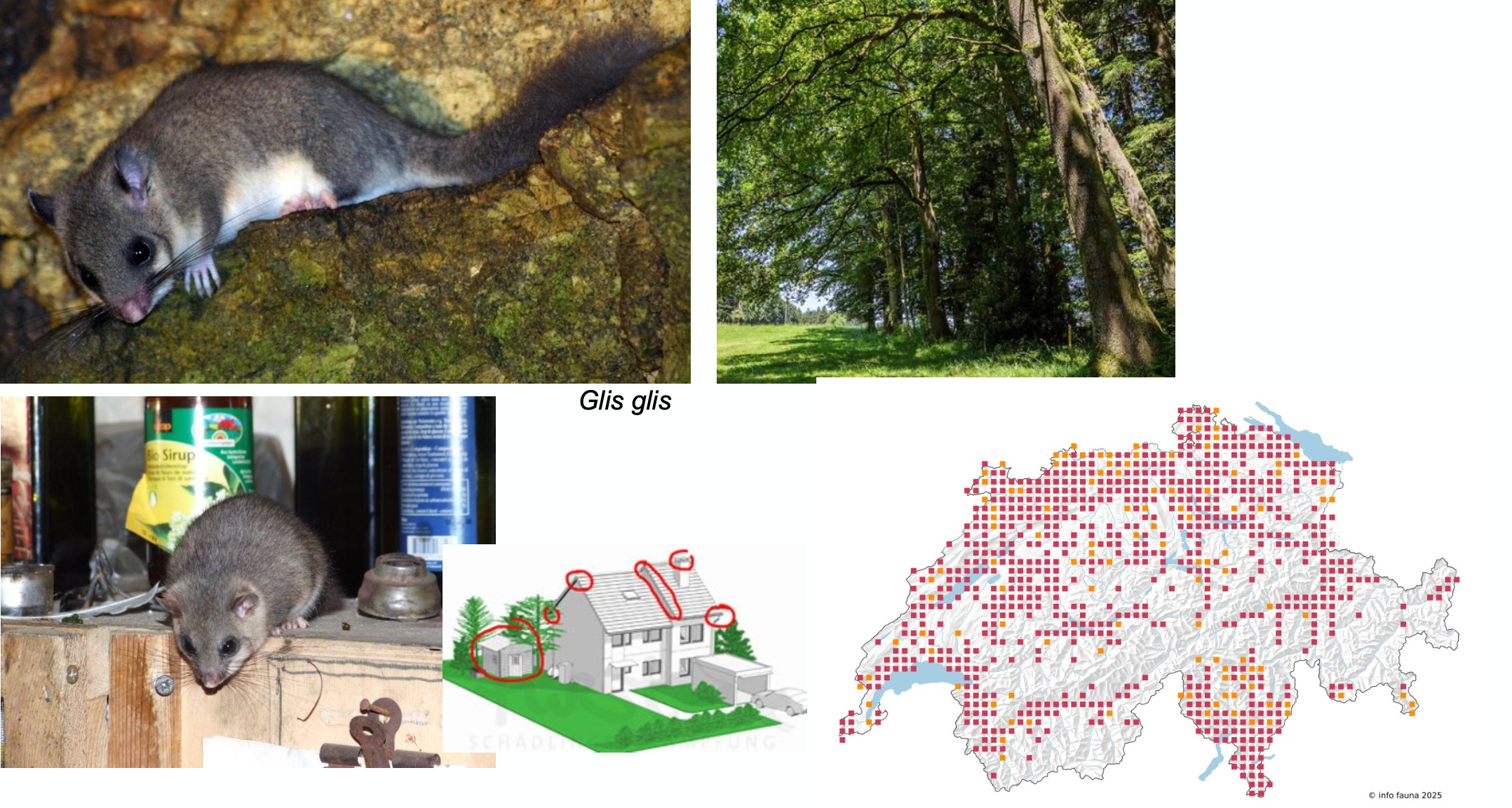 <p><strong>Biologie</strong></p><p class="p1"><span style="line-height: normal;"><span>− </span></span>Baumbewohnende Art, nachtaktiv, Sommernest im Kronendach, nutzt aber auch Baumhöhlen, Nistkästen, Gebäude, Scheunen, für den Winterschlaf nutzt er natürliche Höhlen im Boden (mittlere Tiefe 30 cm)</p><p class="p1"><span style="line-height: normal;"><span>− </span></span>Nahrung: vorwiegend Pflanzen, je nach Jahreszeit auch Pilze, Wirbellose, Vogeleier und selten Jungvögel</p><p class="p1"><span style="line-height: normal;"><span>− </span></span>Fortpflanzung: Mai-Aug., ein Wurf mit 5-7 Jungen (96% der Weibchen werfen 1-2x im Leben)</p><p class="p1"><span style="line-height: normal;"><span>− </span></span>Lebensdauer bis 6-9 Jahre</p><p class="p1"><strong>Lebensraum</strong></p><p class="p1"><span style="line-height: normal;"><span>− </span></span>Laubwälder mit grossem Anteil an Arten die Nussfrüchte tragen (Eichen, Buchen, Kastanien), Waldränder, Hecken</p>