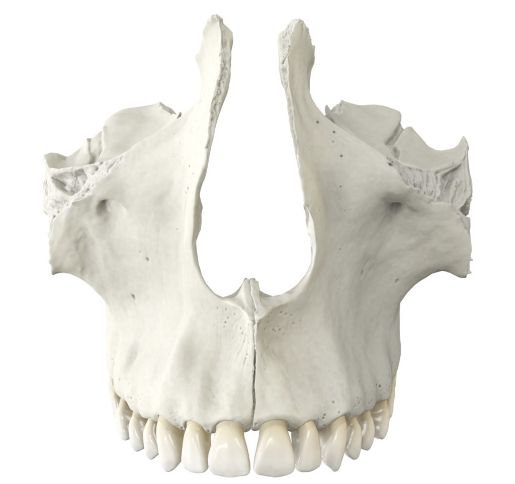 <p>Identify the bone.</p>