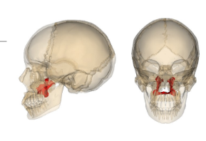 <p><span>Bones contributing to the hard palate and lateral nasal cavity walls</span></p>